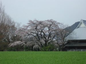 宝珠寺27.3 (6) (1024x768)