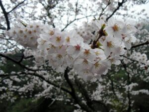 27.4.1 脊振桜街道 (10) (1024x768)