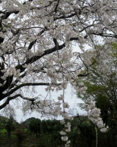 27.4.1 宝珠寺 (2) (756x1024)