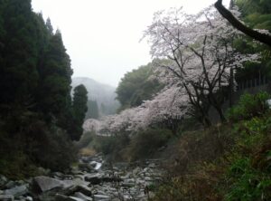 27.4.1 脊振桜街道 (5) (1024x758)